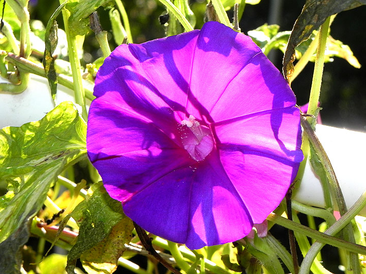 DSCN3600