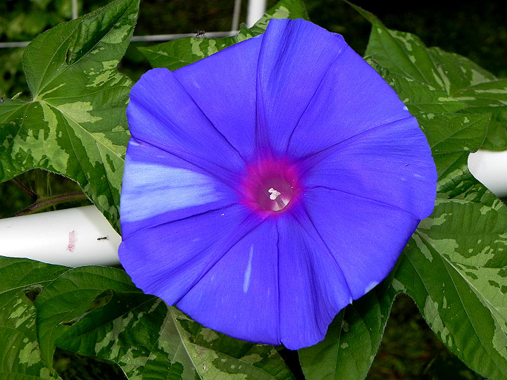 DSCN3604