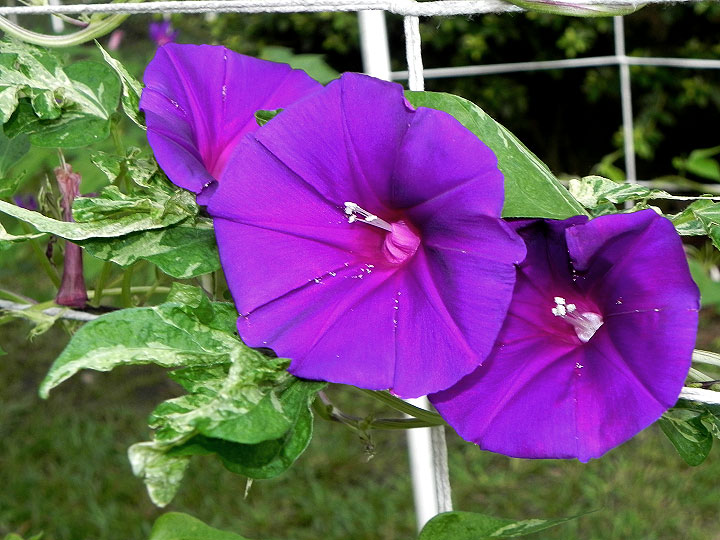 DSCN3647