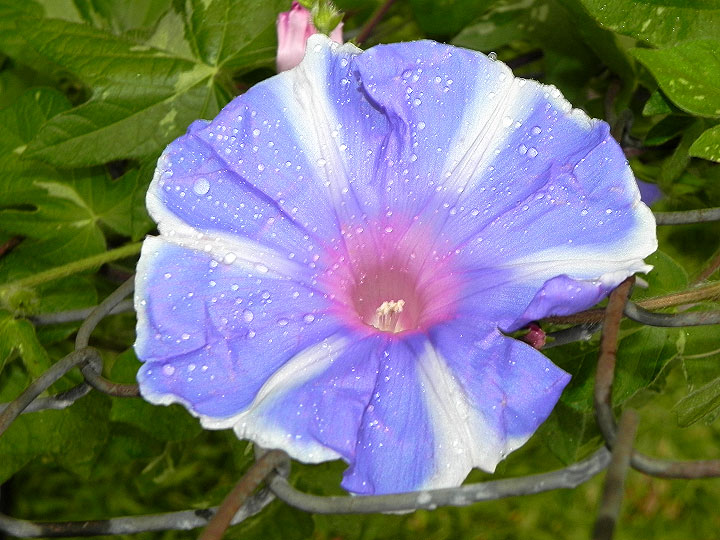 DSCN3698