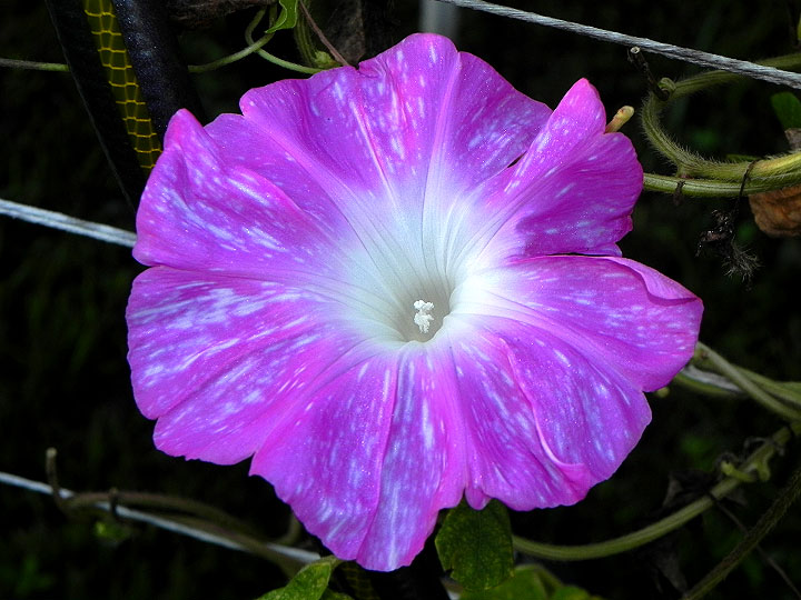 DSCN3708