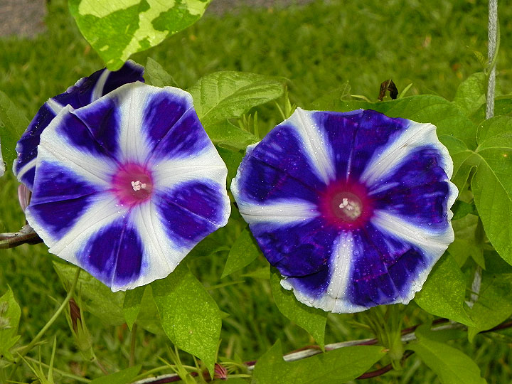 DSCN3727