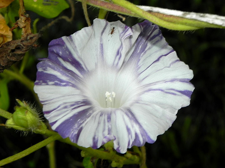 DSCN3727