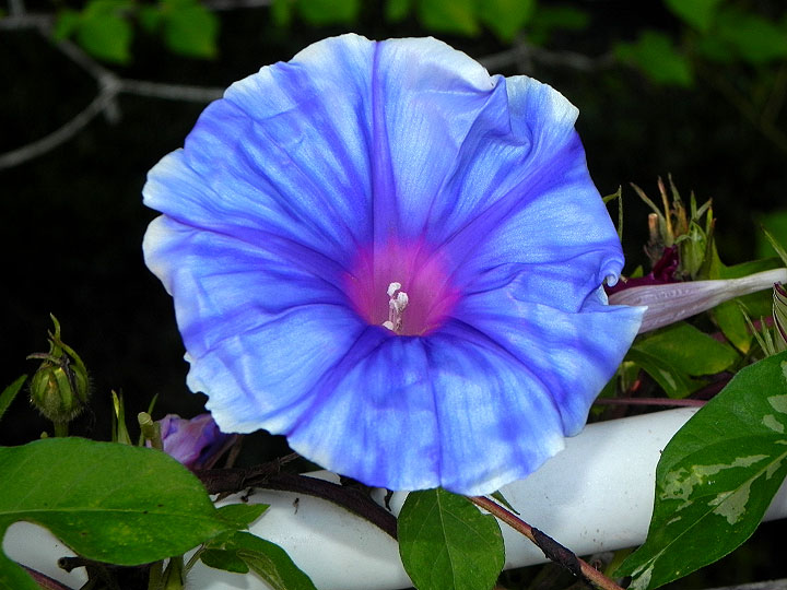 DSCN3731