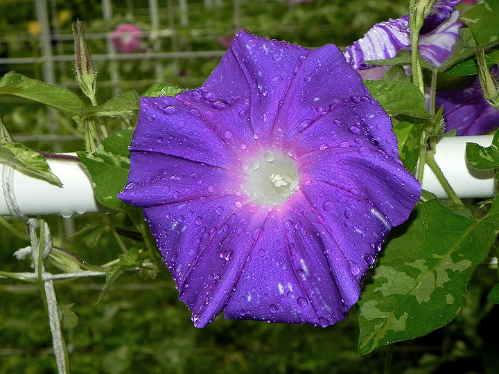 DSCN3737