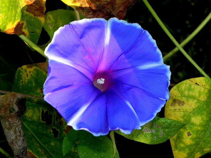 DSCN3750