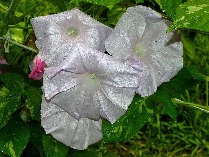 DSCN3752