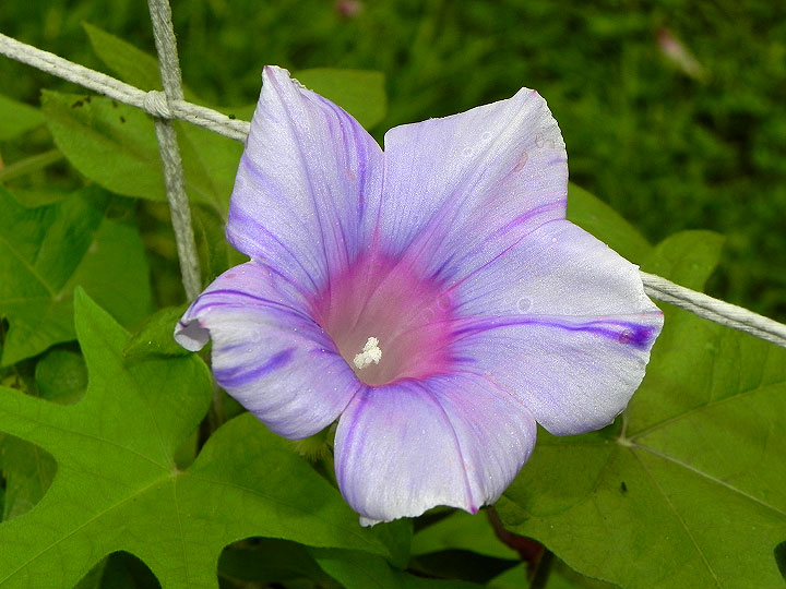 DSCN3974