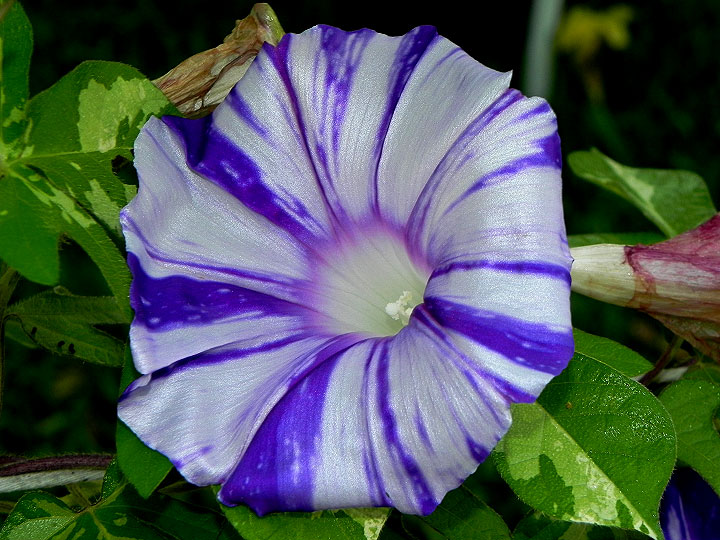 DSCN4075