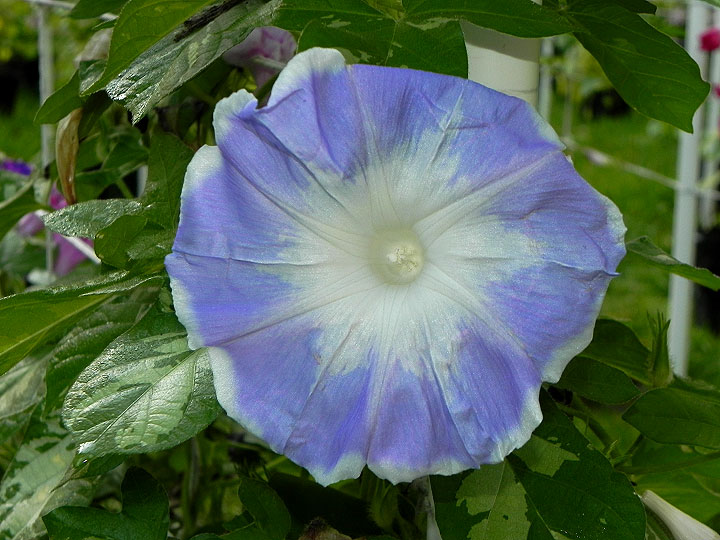 DSCN4089