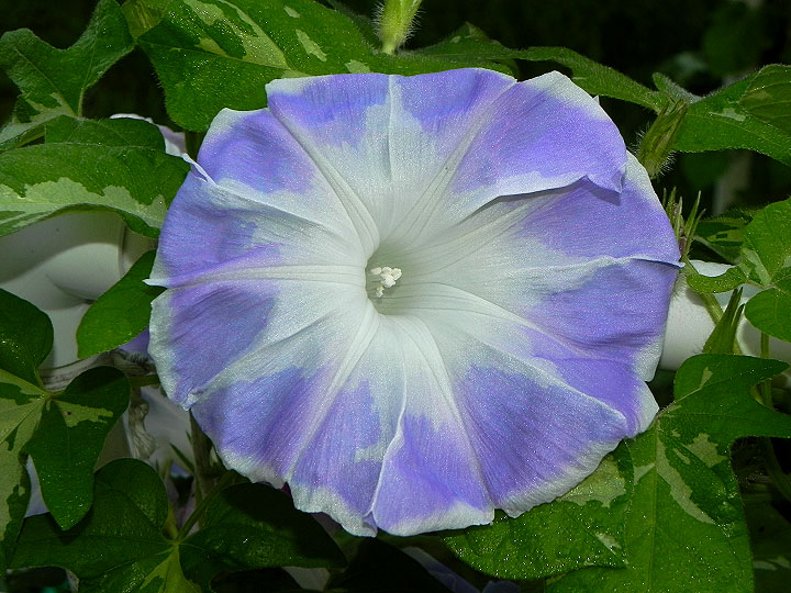 DSCN4090