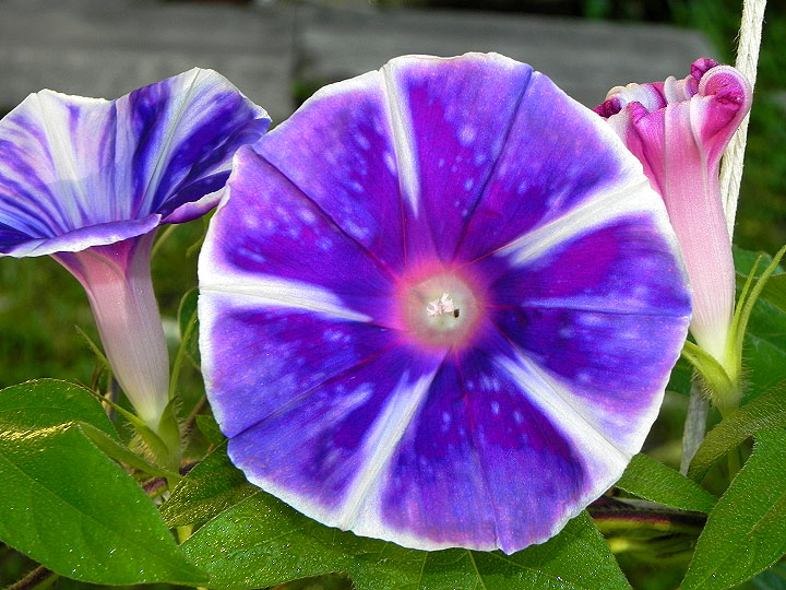DSCN4148