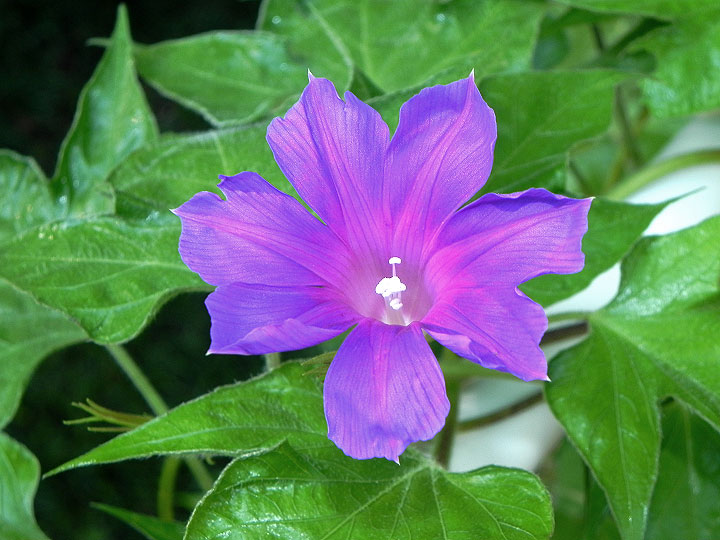 DSCN4174