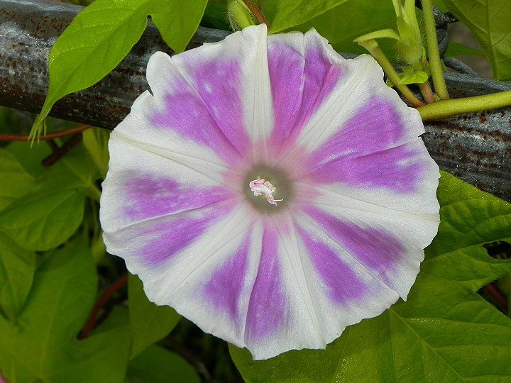 DSCN4209