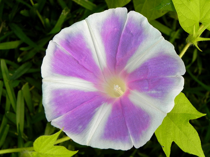 DSCN4211