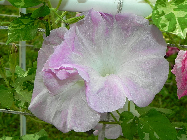 DSCN4292
