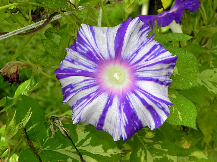 DSCN4296