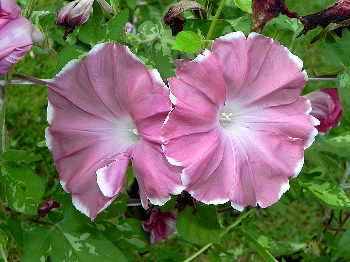 DSCN4303