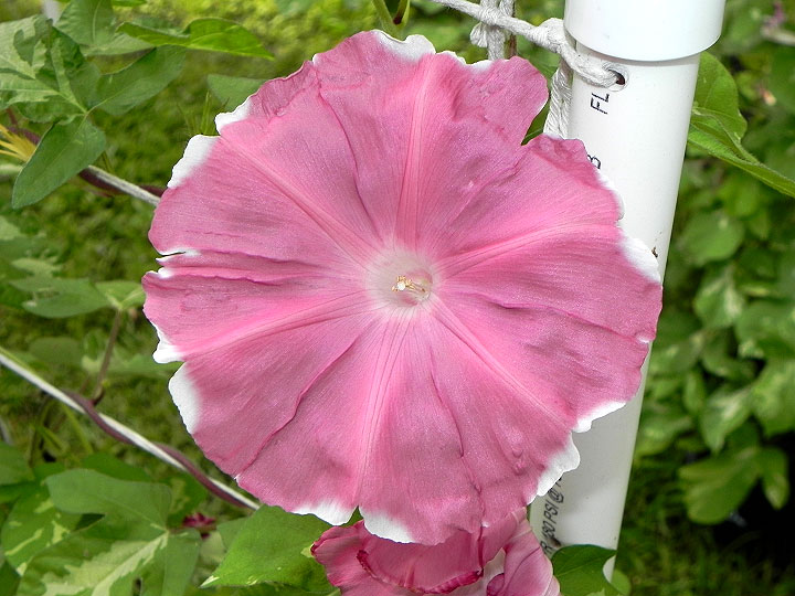 DSCN4304