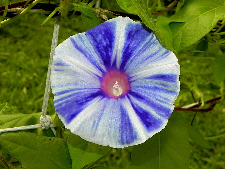 DSCN4393