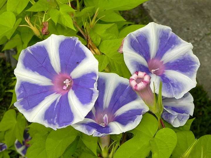 DSCN4447_01