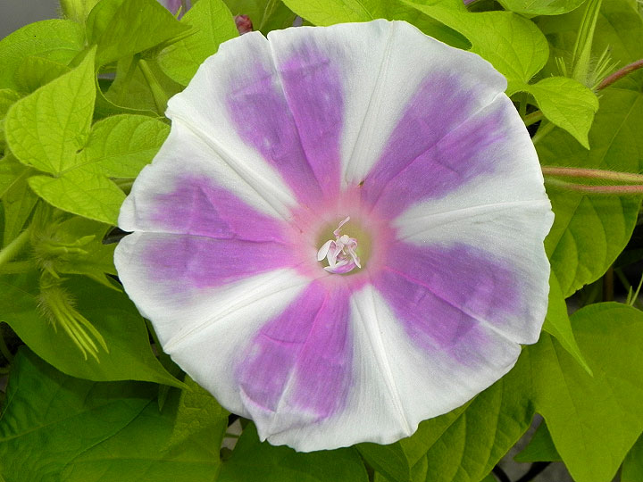 DSCN4450