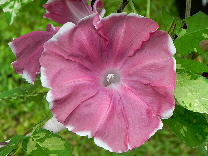 DSCN4541