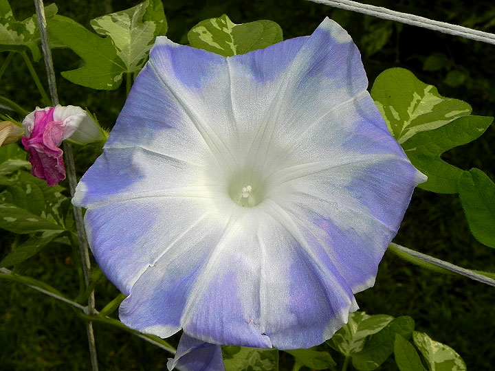 DSCN4554