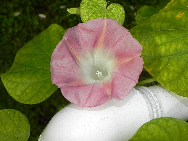 DSCN4582