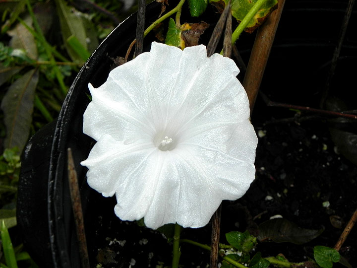 DSCN4664_01