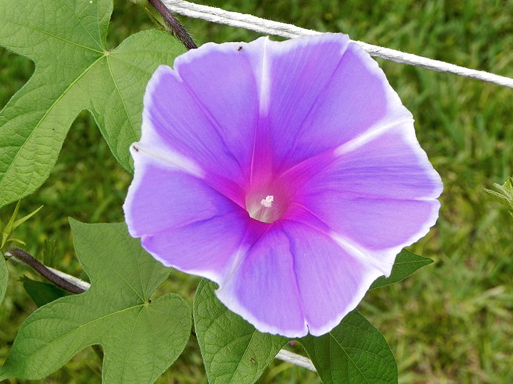DSCN5021