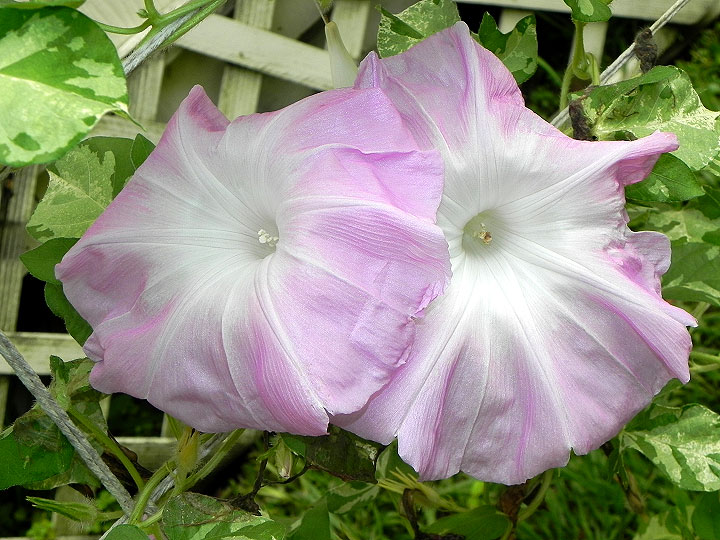 DSCN5023