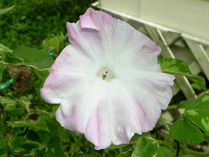 DSCN5024