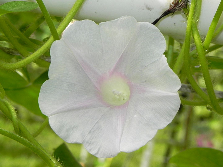 DSCN5043