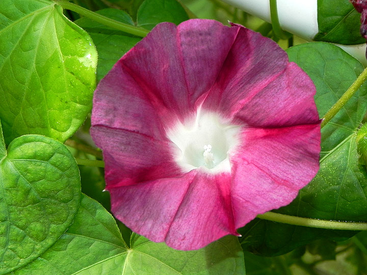 DSCN5056