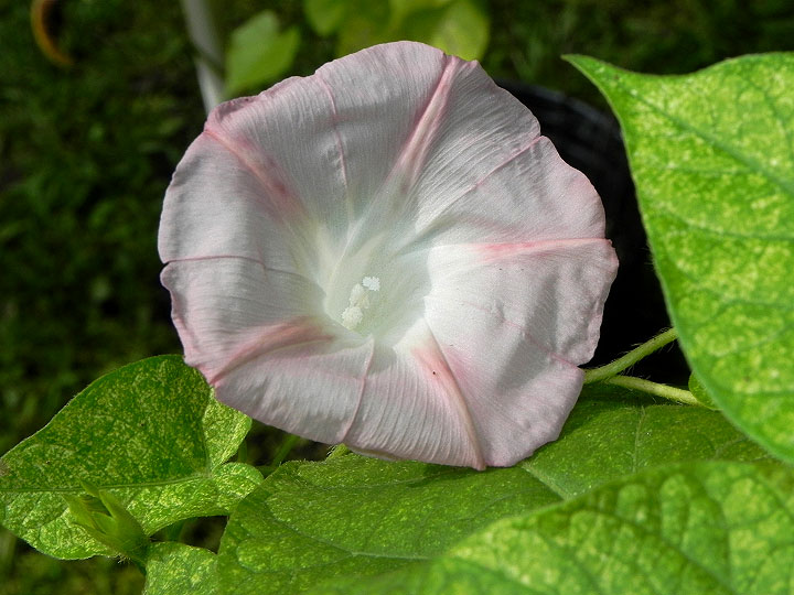 DSCN5072