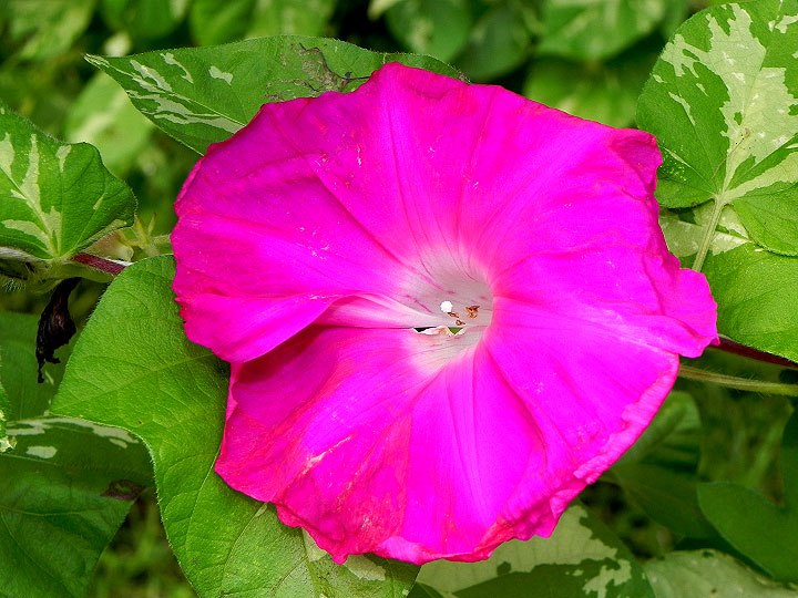 DSCN5077