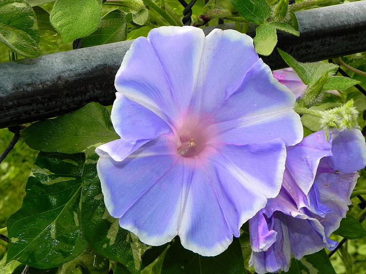 DSCN5189