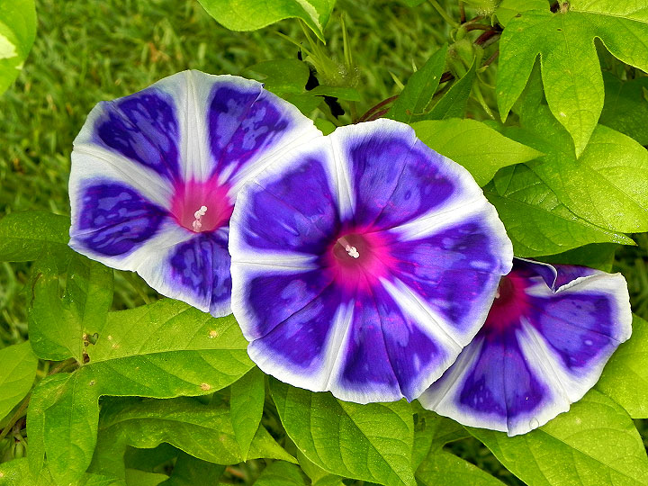 DSCN5239