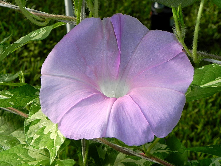 DSCN5269
