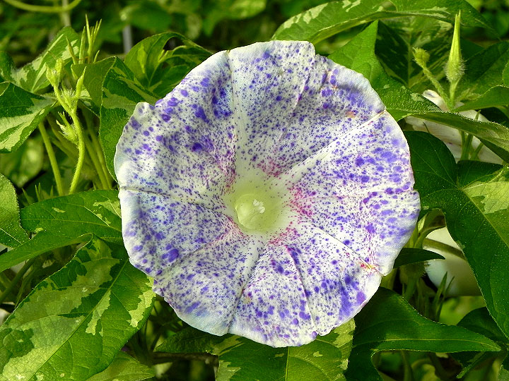 DSCN5303
