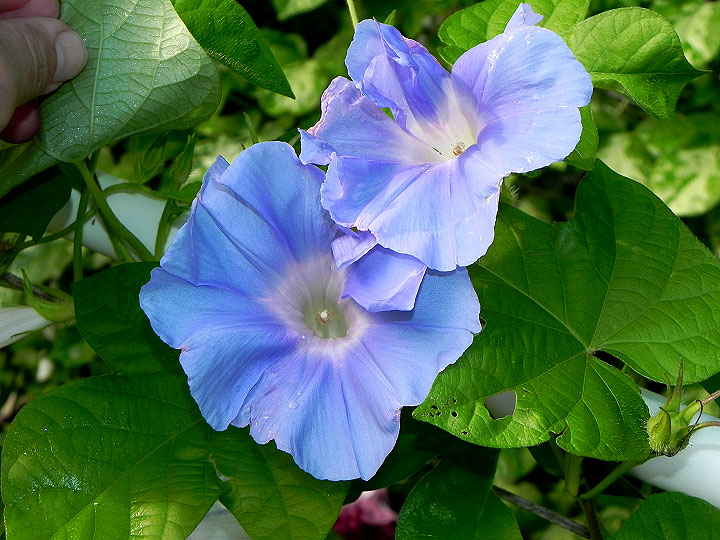 DSCN5311