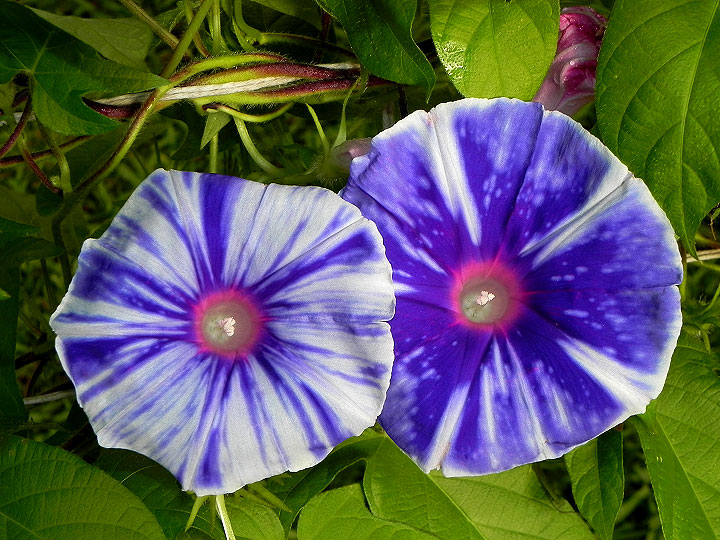 DSCN5323