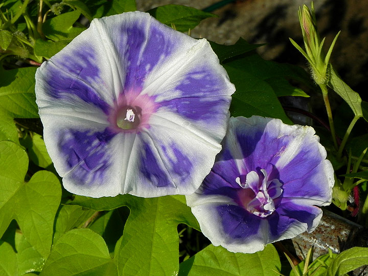 DSCN5373_01