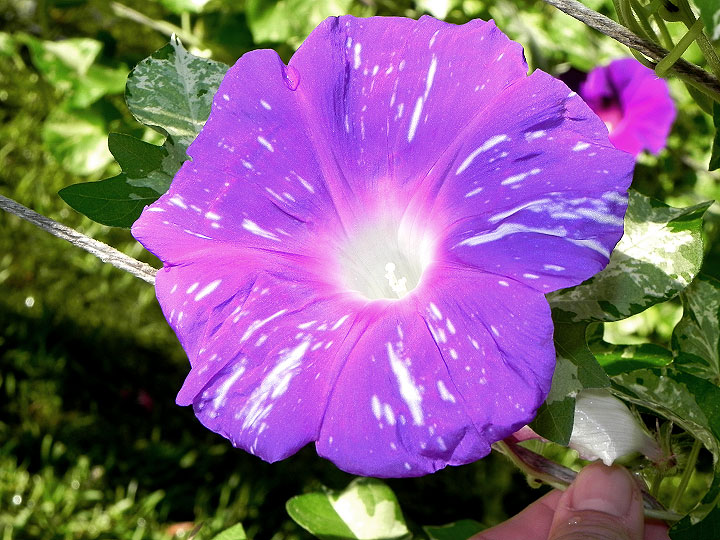 DSCN5448