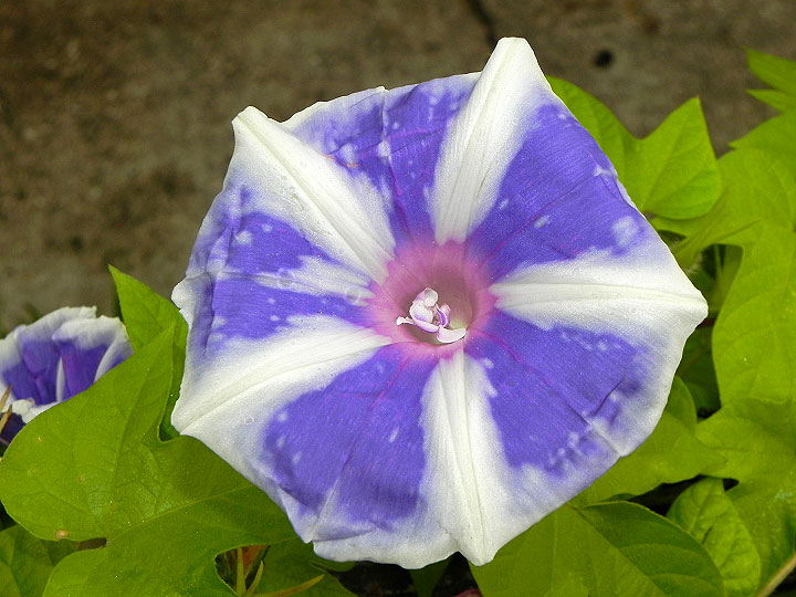 DSCN5530