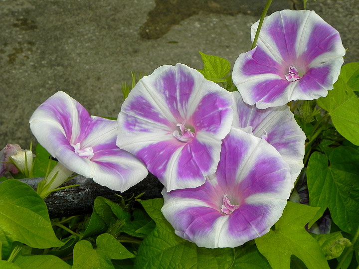 DSCN5531