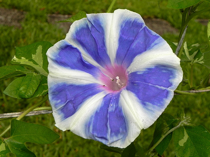 DSCN5587