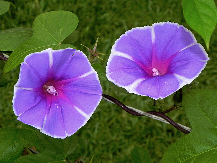 DSCN5588