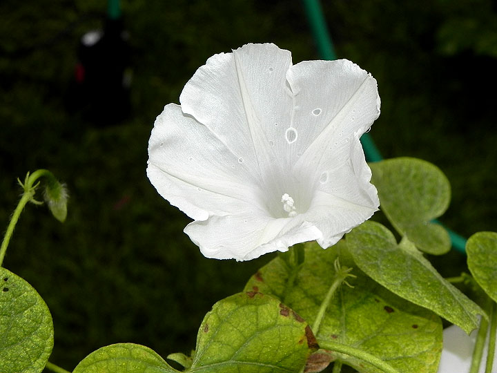 DSCN5615